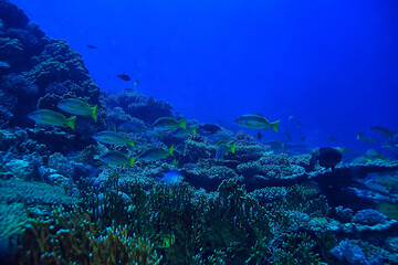 coral reef background, underwater marine life ecosystem ocean sea