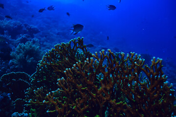 Plakat coral reef background, underwater marine life ecosystem ocean sea