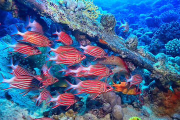 coral fish in the red sea underwater photo