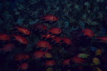 coral fish in the red sea underwater photo