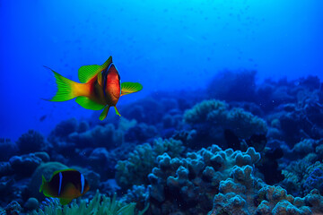 anemone fish, clown underwater orange fish sea background aquarium