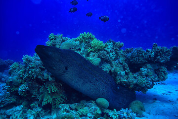 moray eel under water, nature photo wild snake predator marine in the ocean