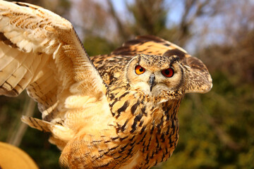 羽を広げるベンガルワシミミズク