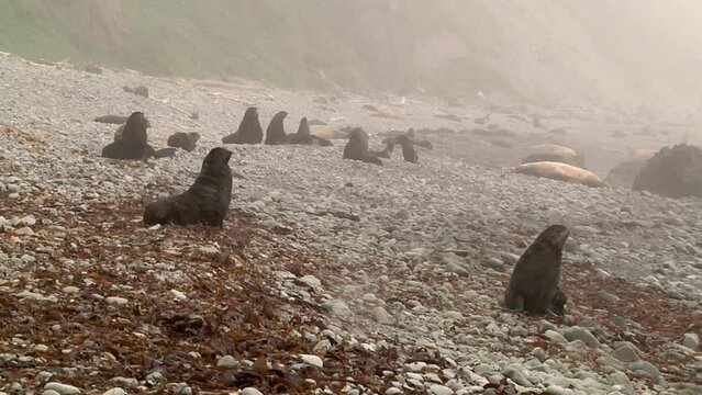 Group of northern fur seal animal on coast Sea of Okhotsk. Colony of females and males of animals and family of seal in wild nature.