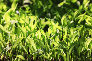 lilies of the valley leaves green background, nature fresh green garden texture