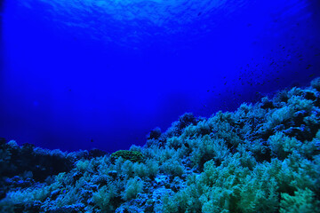coral reef background, underwater marine life ecosystem ocean sea