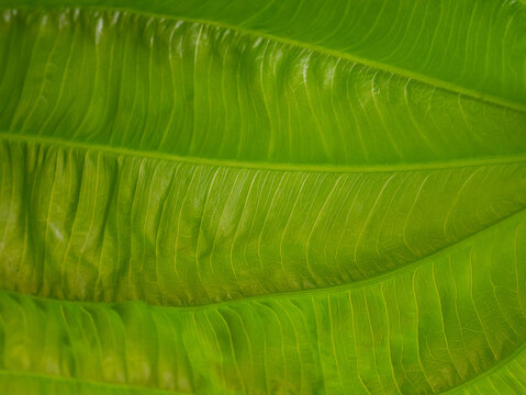 The Echinodorus cordifolius leaf close up image for background