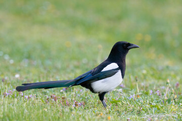 Magpie looking for food in the grass with tiny meadow flowers. Side view, close up. Blurred natural green background,  copy space. Genus species Pica pica.