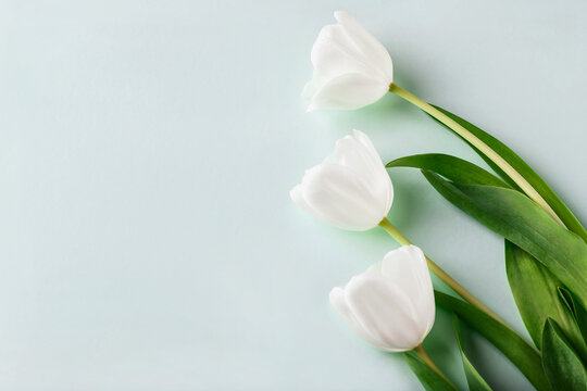 White tulips on light green background. Top shot, copy space, selective focus