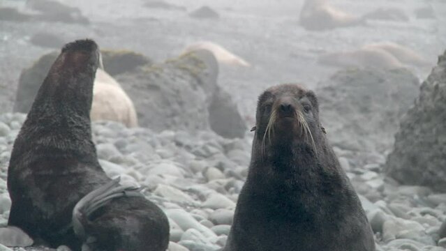 Family of fur seal eared Otariidae with sound. Northern seal Callorhinus ursinus on stone rocks of coast in wild nature with background noise. Concept of marine pinniped predatory animals.