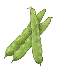 モロッコインゲン　水彩色鉛筆イラスト
