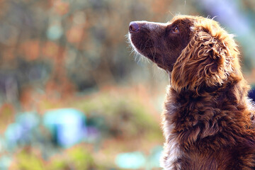 stray dog on the street, chipping, sterilization animal shelter, portrait of mongrel dog