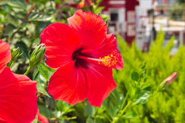 Beautiful red flower.