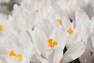 Obraz na płótnie Canvas White crocus growing outside. View at magic blooming spring flowers crocus sativus. Selective Focus. Spring garden.