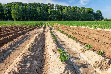 Re-buttage champ de pomme de terre suite à un orage ayant raviné le champ