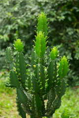 Green dragon tree in the middle of nature