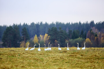 autumn landscape, a flock of swans in the forest, migratory birds, seasonal migration in October