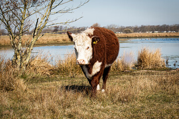 A Hereford cattle in a nature park near Renesse, Zeeland, Netherlands