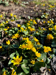 A Patch of Bright Yellow Flowers with Green Leaves Blooming in Spring