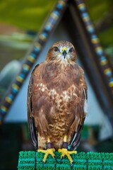 A mountain eagle bird in a zoo in captivity. Animals for breeding.