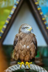 A mountain eagle bird in a zoo in captivity. Animals for breeding.