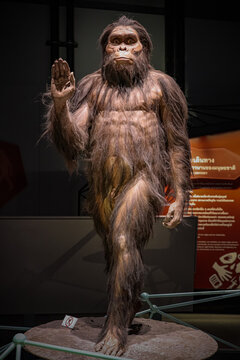 Bangkok, Thailand - November 13 2020: Australopithecus at Rama9 museum, Australopithecus afarensis is an extinct species of an early human