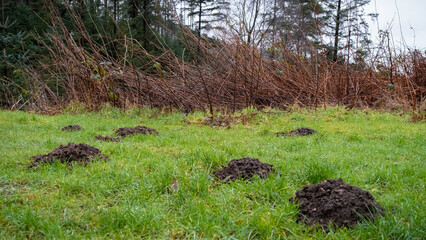 A collection of mole hills on a grass pasture