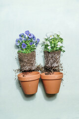 Flowers potting with purple and white petals, green leaves and roots in earth with terra cotta flower pots on pale blue background. Gardening concept. Top view.