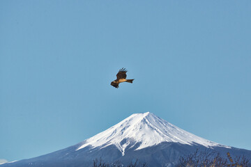 鋭い嘴と爪をもつ大型の猛禽類が大空を悠々と飛翔している風景