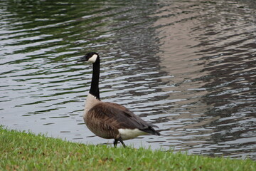Geese On Grass On Sunny Day