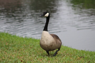 Geese On Grass On Sunny Day