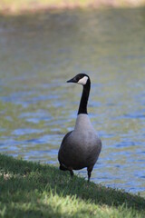 Geese On Grass On Sunny Day