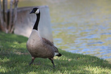 Geese On Grass On Sunny Day