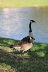 Geese On Grass On Sunny Day