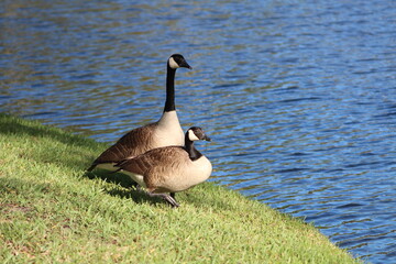Geese On Grass On Sunny Day