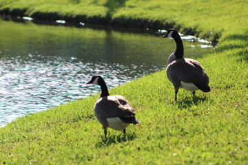 Geese On Grass on Sunny Day