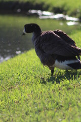 Geese On Grass on Sunny Day
