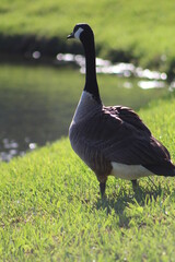 Geese On Grass on Sunny Day