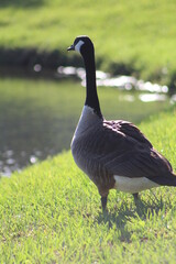 Geese On Grass on Sunny Day