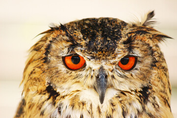 Naklejka premium 濡れて雰囲気が違うフクロウ