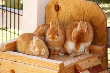 Obraz premium 4匹で仲良く箱の上に乗るウサギ