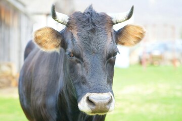 beautiful rustic black cow standing in the village and looking at the camera