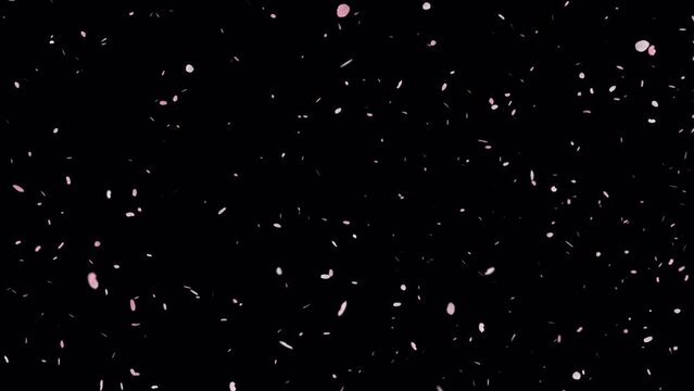 桜吹雪（花びら写真）【透過動画素材】