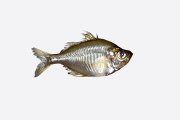 Elongate glassy perchlet fish (Chanda nama) isolated on white background.