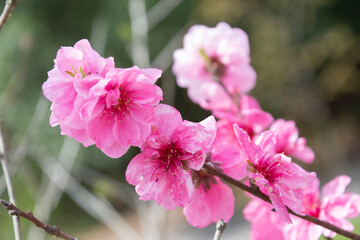 花桃　花桃の里　鹿児島県　姶良