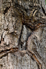 Tree bark texture. Oak wood background. Old Trunk pattern. Rough wooden skin closeup. Dry log material cracked surface.
