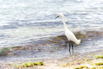 A beautiful white heron bird stands on the rocks on the Caribbean coast of the Dominican Republic.