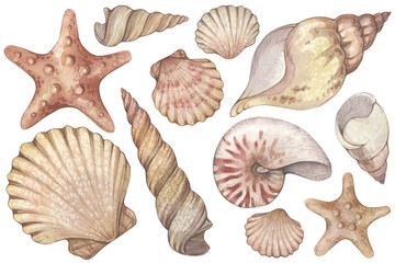 Large set with watercolor illustrations of vintage seashells isolated on white background. Marine collection.