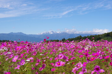 Obraz premium 咲き誇るコスモスの花