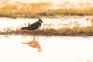 Northern lapwing (Vanellus vanellus) on the look out in its territory in grassland habitat